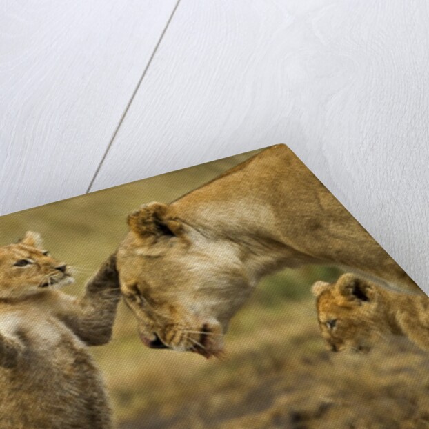 Lion Cub Greeting by Anonymous