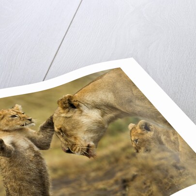 Lion Cub Greeting by Anonymous