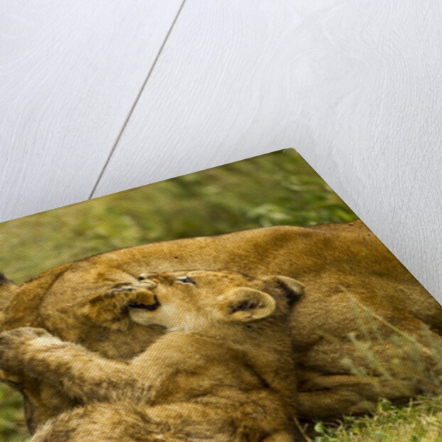 Lioness cleaning her cub by Anonymous