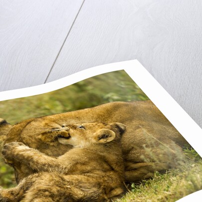 Lioness cleaning her cub by Anonymous
