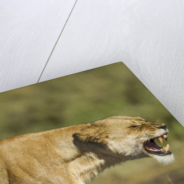 Snarling Lioness by Anonymous