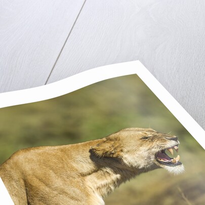 Snarling Lioness by Anonymous