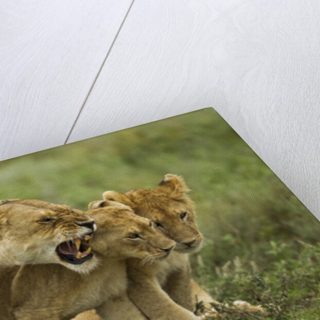 Lioness snarling at cubs by Anonymous
