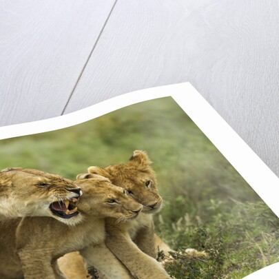 Lioness snarling at cubs by Anonymous