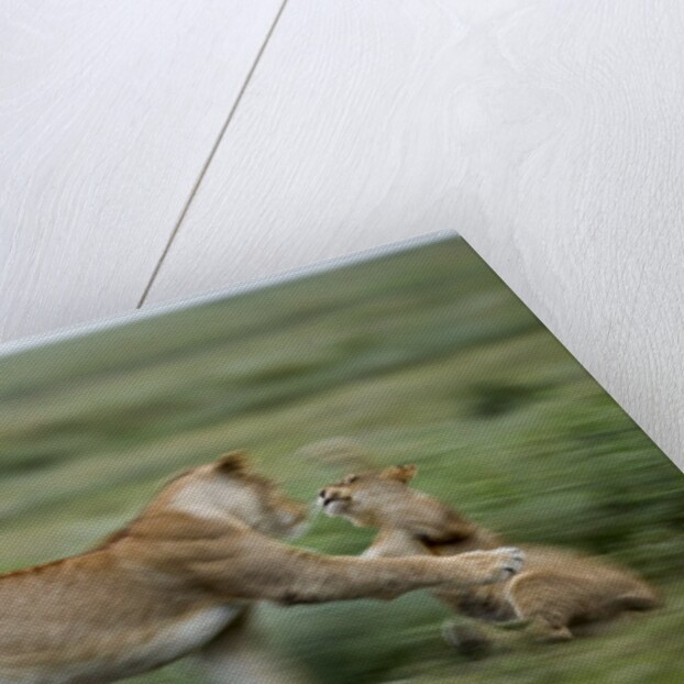 Lions playing by Anonymous