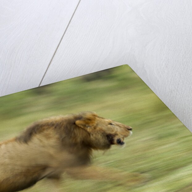 Lion walking on Savanna by Anonymous