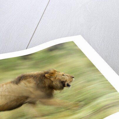 Lion walking on Savanna by Anonymous