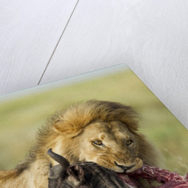 Lion feeding on Wildebeest by Corbis