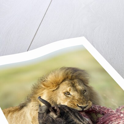 Lion feeding on Wildebeest by Corbis