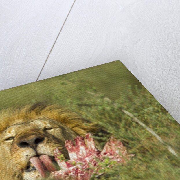 Lion feeding on Wildebeest by Anonymous