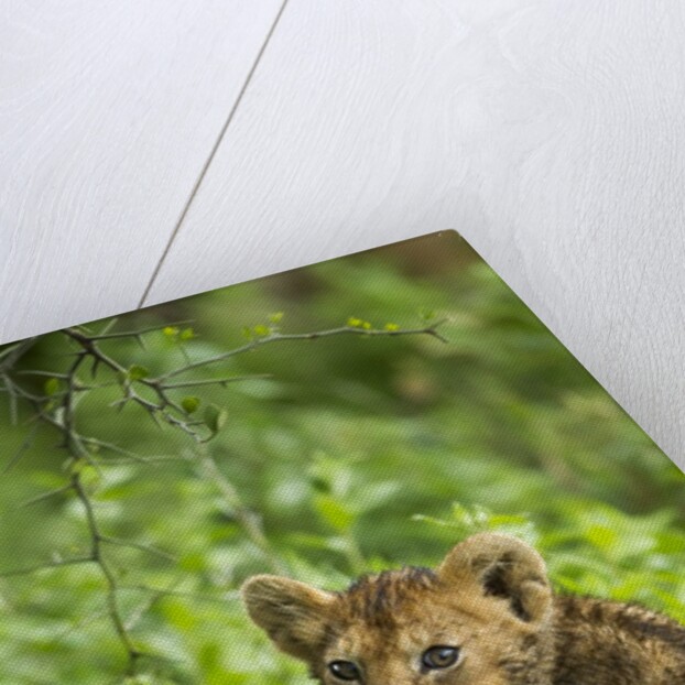 Lion cub by Anonymous