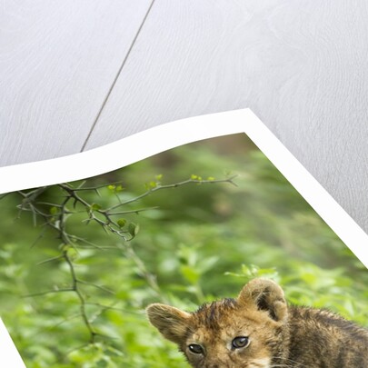 Lion cub by Anonymous