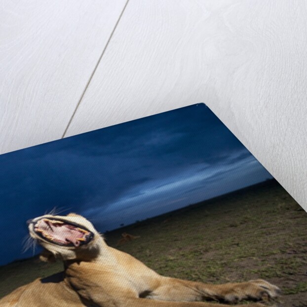 Lioness at dusk by Anonymous