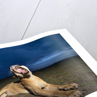 Lioness at dusk by Anonymous