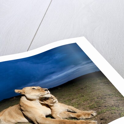 Lioness and cub by Anonymous
