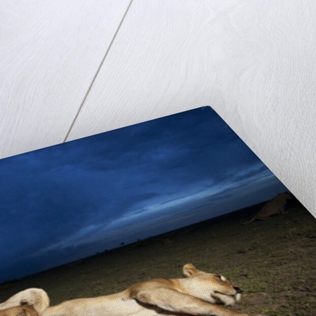 Lioness and cub by Anonymous