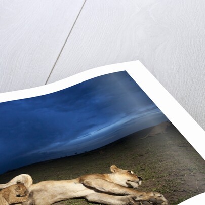 Lioness and cub by Anonymous