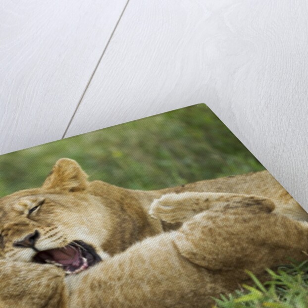 Lion cubs playing by Anonymous