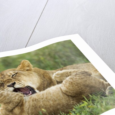 Lion cubs playing by Anonymous