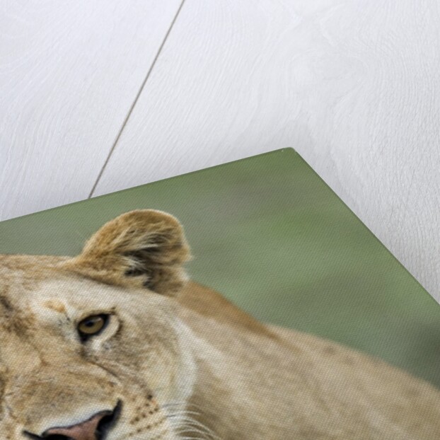 Portrait of Lioness by Anonymous