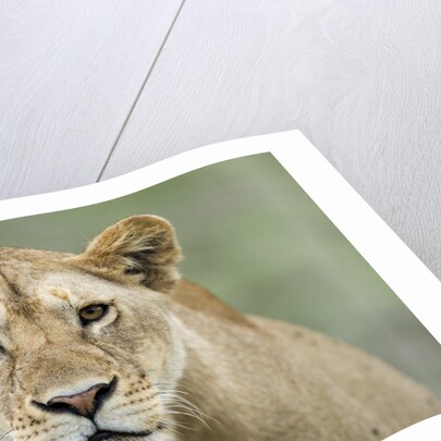 Portrait of Lioness by Anonymous