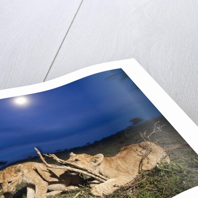 Lion cubs at night by Anonymous