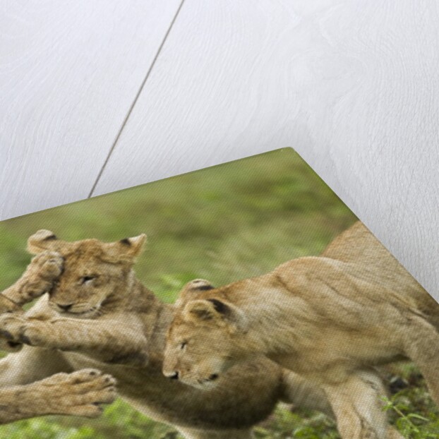 Lion cubs playing by Anonymous