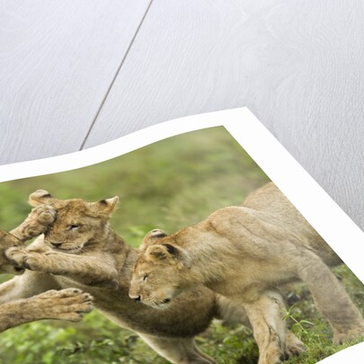 Lion cubs playing by Anonymous