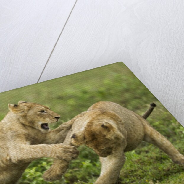 Lion cubs playing by Anonymous