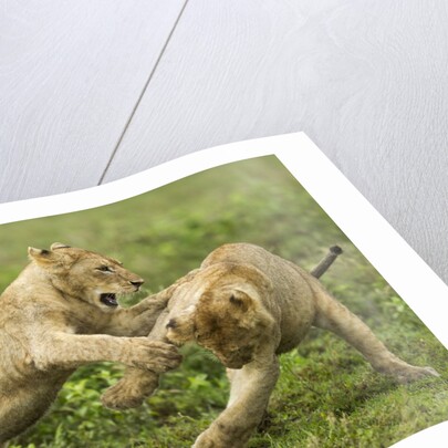 Lion cubs playing by Anonymous