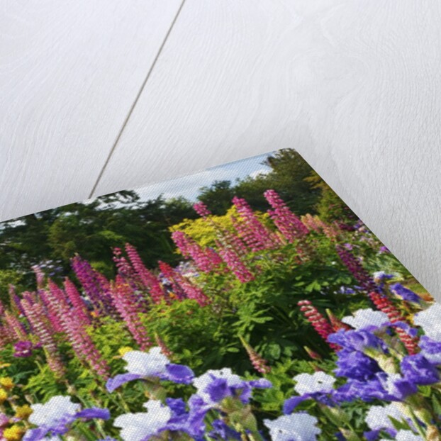 Schreiner Iris Gardens in Salem, Oregon by Anonymous