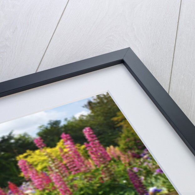 Schreiner Iris Gardens in Salem, Oregon by Anonymous