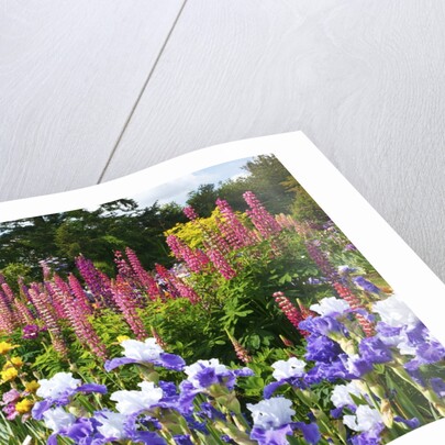 Schreiner Iris Gardens in Salem, Oregon by Anonymous