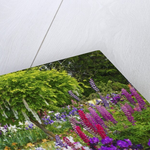 Schreiner Iris Gardens in Salem, Oregon by Anonymous