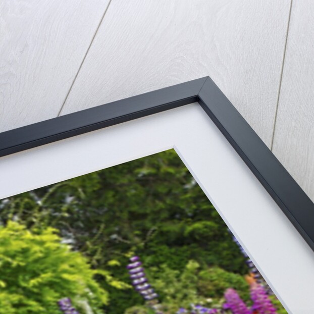 Schreiner Iris Gardens in Salem, Oregon by Anonymous