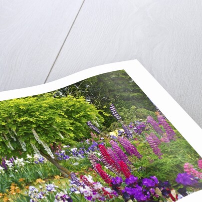 Schreiner Iris Gardens in Salem, Oregon by Anonymous