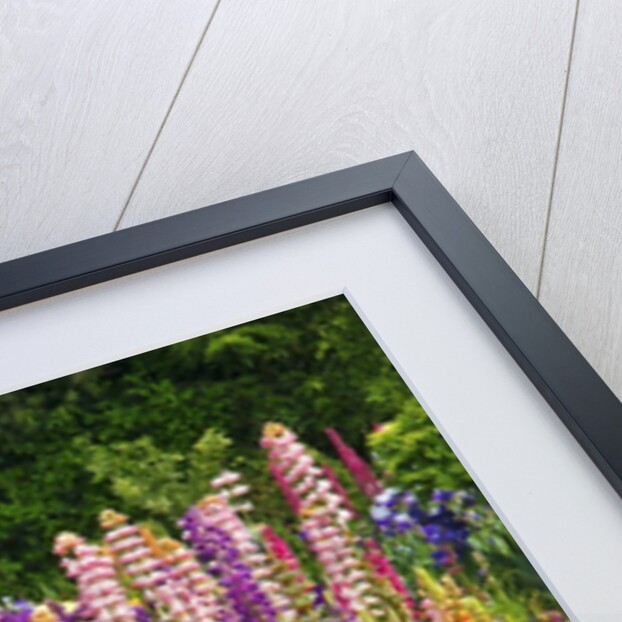 Schreiner Iris Gardens in Salem, Oregon by Anonymous