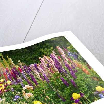 Schreiner Iris Gardens in Salem, Oregon by Anonymous