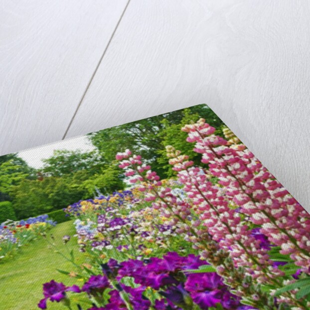 Schreiner Iris Gardens in Salem, Oregon by Anonymous