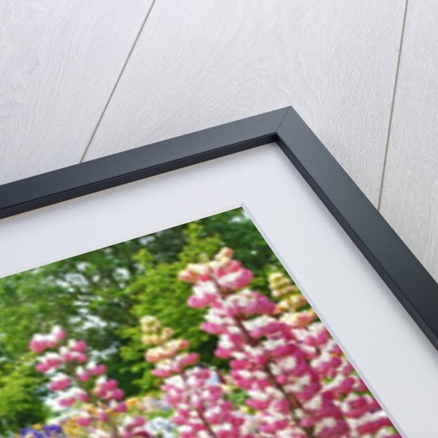 Schreiner Iris Gardens in Salem, Oregon by Anonymous