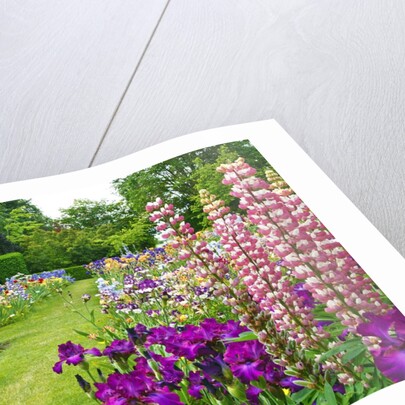 Schreiner Iris Gardens in Salem, Oregon by Anonymous