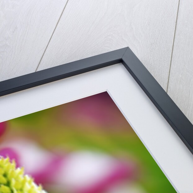 Schreiner Iris Gardens in Salem, Oregon by Anonymous