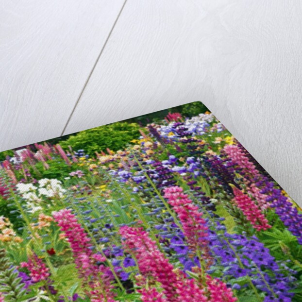 Schreiner Iris Gardens in Salem, Oregon by Anonymous