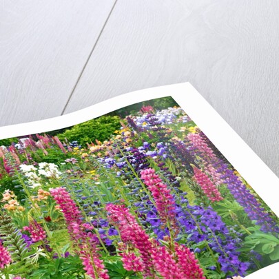 Schreiner Iris Gardens in Salem, Oregon by Anonymous