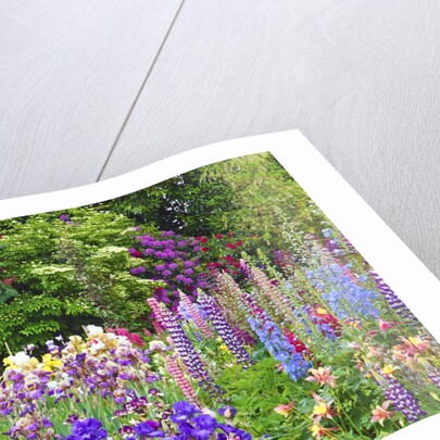 Schreiner Iris Gardens in Salem, Oregon by Anonymous