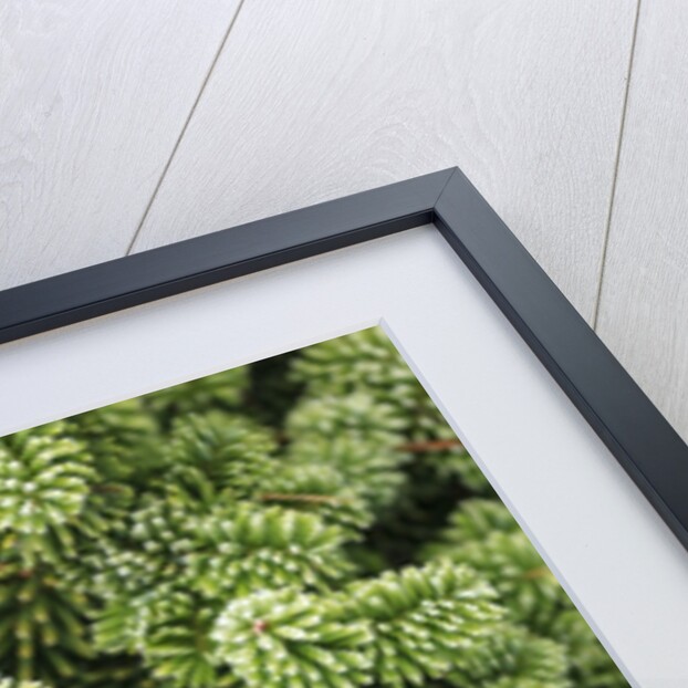 Spruce Shrub close-up, Washington, USA by Anonymous
