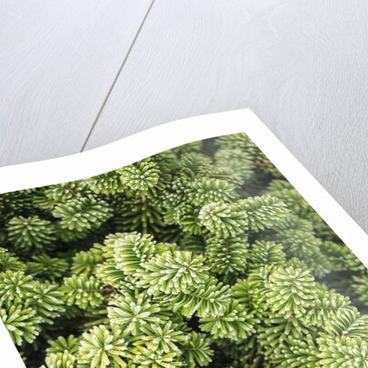 Spruce Shrub close-up, Washington, USA by Anonymous