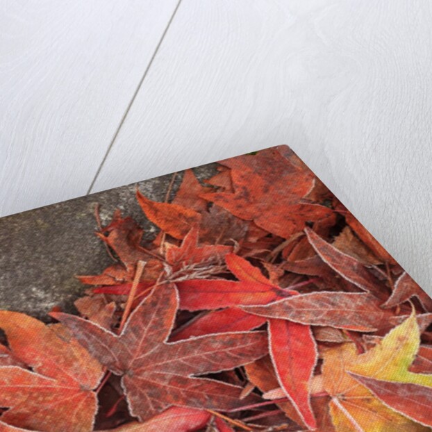 Maple Leaves covered in frost Mill Creek, Washington, USA by Anonymous