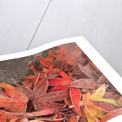 Maple Leaves covered in frost Mill Creek, Washington, USA by Anonymous