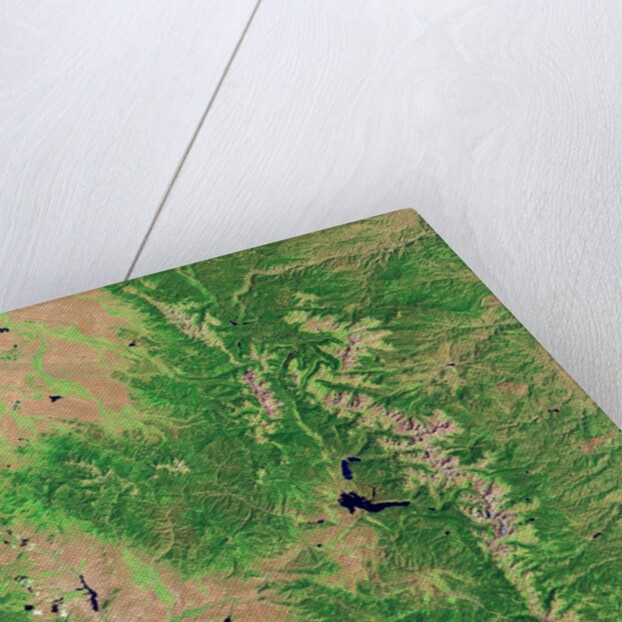 Pine Bark Beetle Damage to Forests, before image by Anonymous